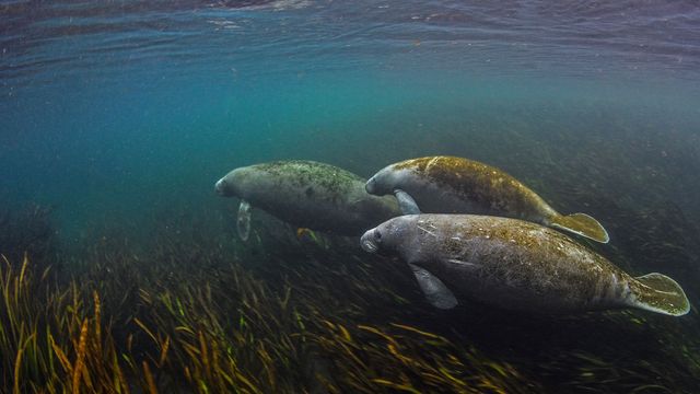 Manatees in the Ichetucknee River in Florida, USA