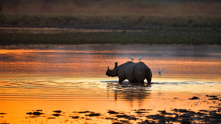 Indian rhinoceros in Kaziranga National Park, India