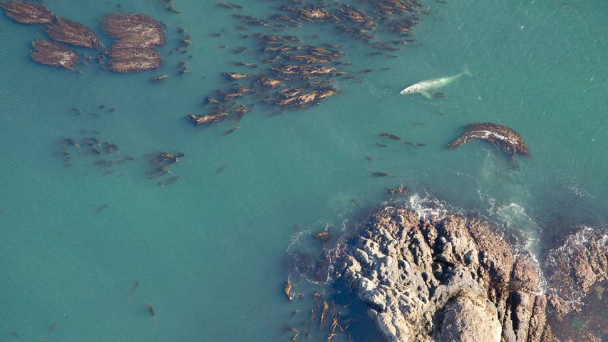 Aerial shot of grey whale (Eschrichtius robustus) at the surface among bull kelp in Vancouver