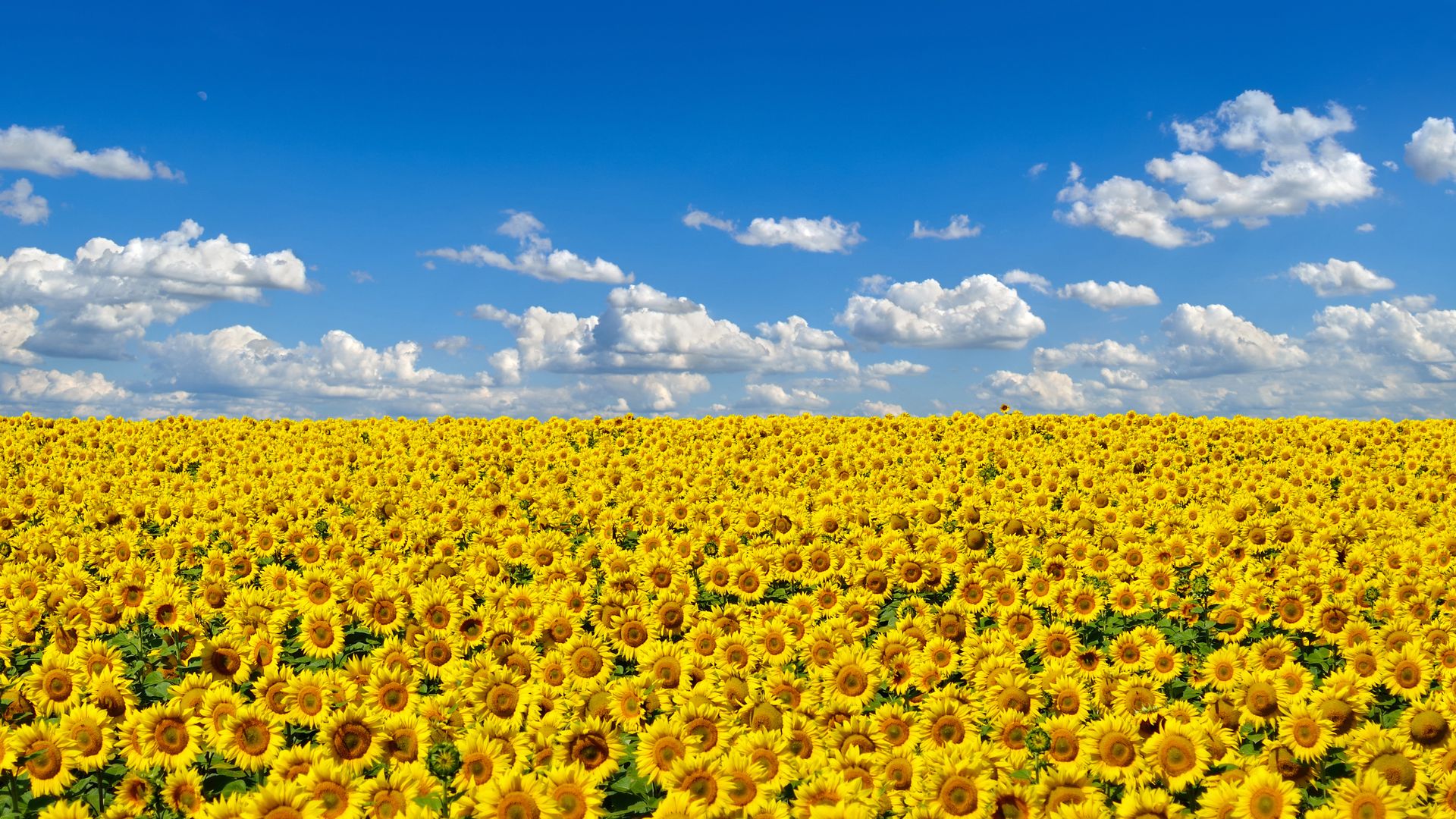 File:A field of flowers - geograph.org.uk - 1389946.jpg