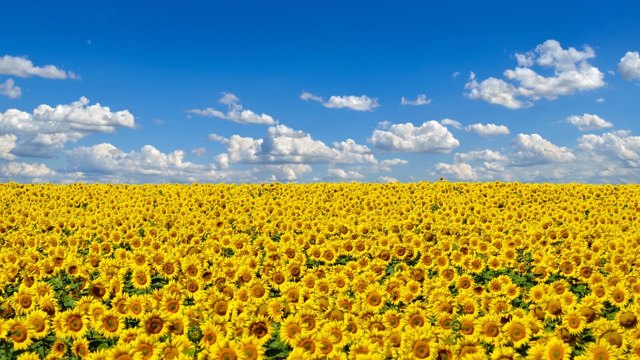 Field of sunflowers, Ukraine's national flower