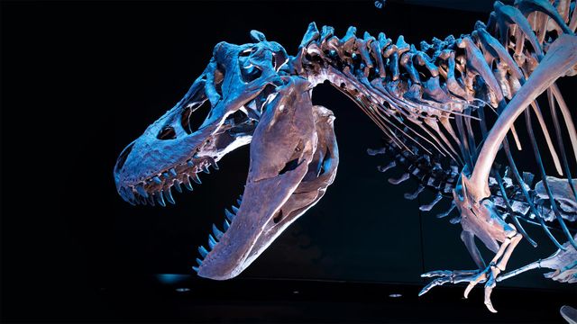 【DINOWORLD】ティラノサウルス 頭骨 化石 ジュラシックパーク DINOWORLD】ティラノサウルス 頭骨 化石 ジュラシックパーク