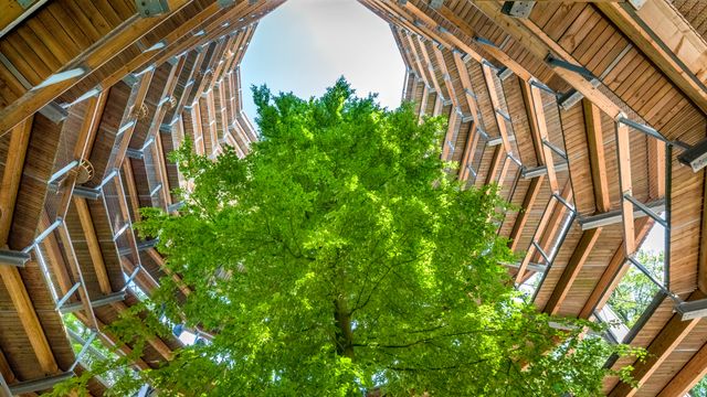 Baumwipfelpfad Naturerbezentrum Rügen bei Prora, Rügen