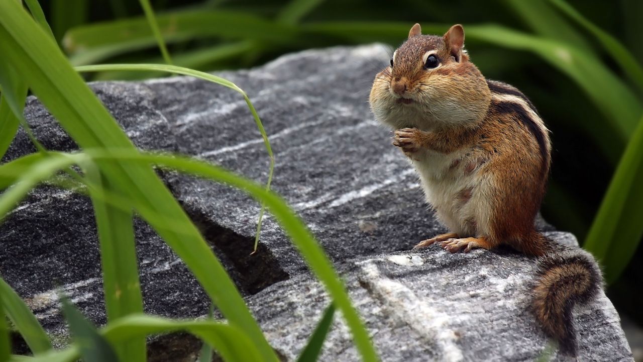 Chipmunk storing food in his cheeks