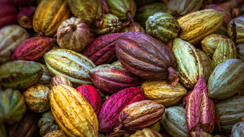 Vainas de cacao de Ambanja, Madagascar