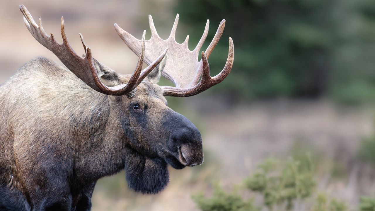 Moose on the loose