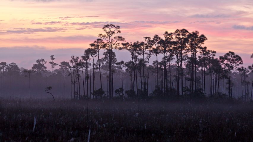 Uma área de pinheiros e pradaria de grama, Parque Nacional de Everglades, Flórida, EUA