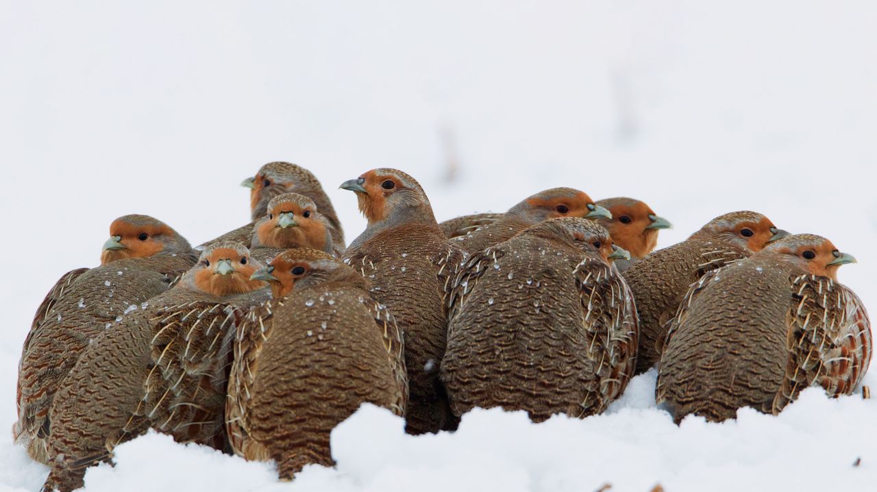 Eine Schar Rebhühner kuschelt sich im Schnee zusammen, um sich zu wärmen