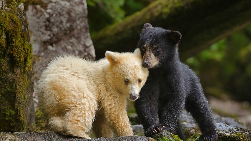 Kermode bear cub siblings huddling in Canada's Great Bear Rainforest, British Columbia