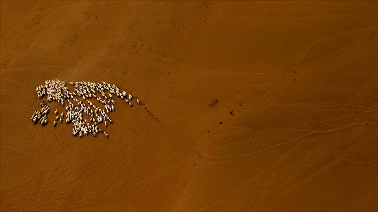 Schafherde in der Wüste Gobi, Innere Mongolei