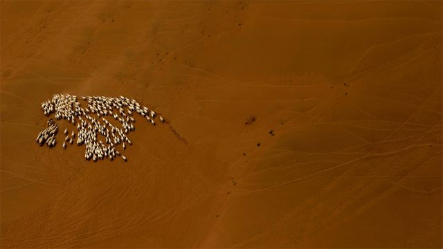 Schafherde in der Wüste Gobi, Innere Mongolei