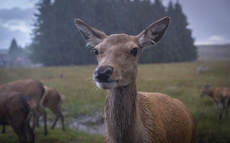 Monsoons Windows 10 Theme