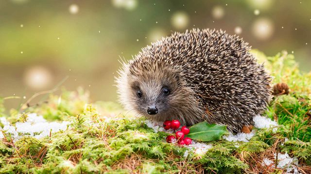 Hedgehog in snowy winter weather, sat on green moss