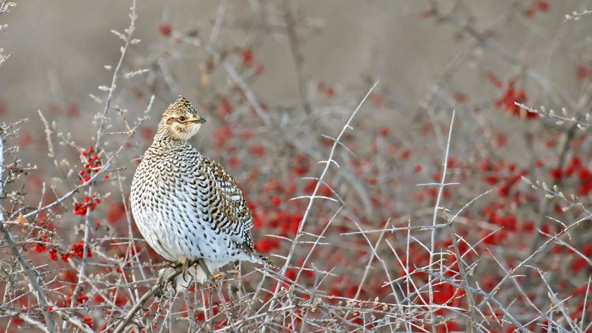 A sharp-tailed grouse (tympanuchus phasianellus) perched on a buffalo berry shrub in Elbow, Sask.