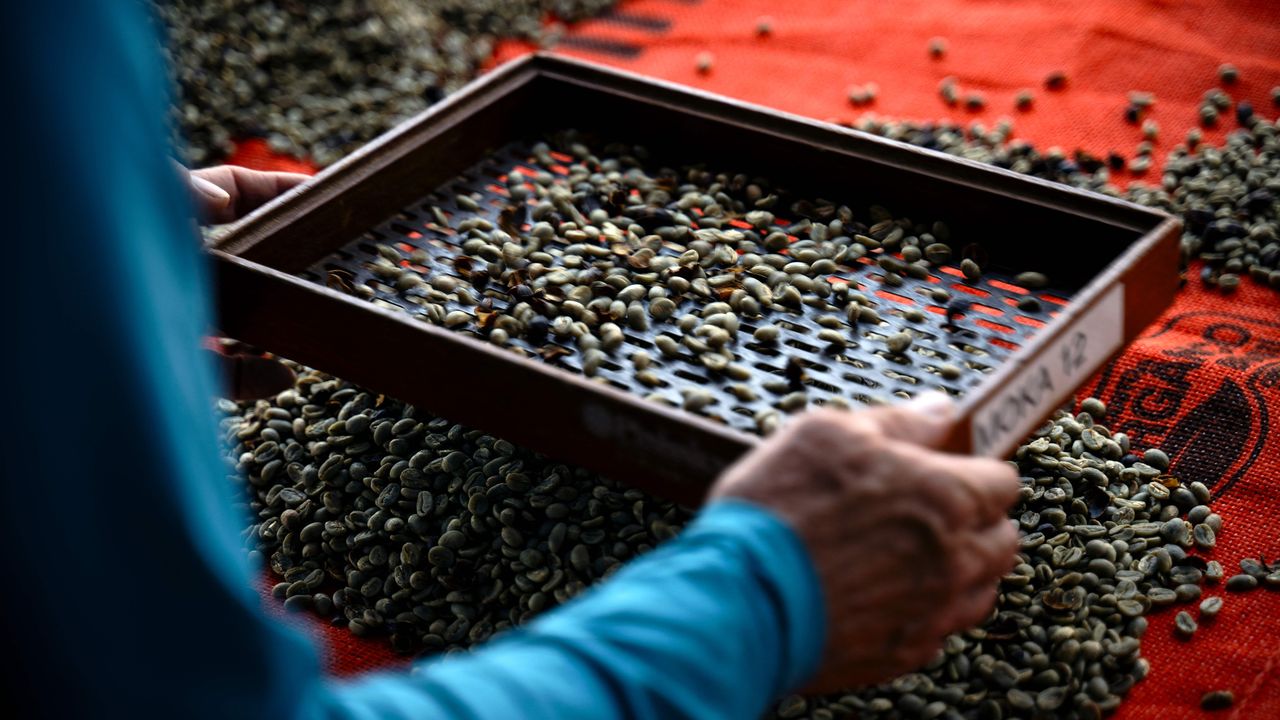 Um trabalhador peneira grãos de café na fazenda de café Camocim em Domingos Martins, Espírito Santo