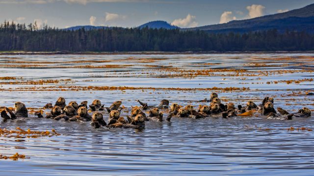 Radeau de loutres de mer en Alaska, USA