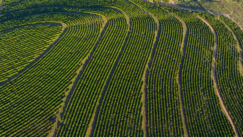 Imagem aérea de uma plantação de café, Brasil