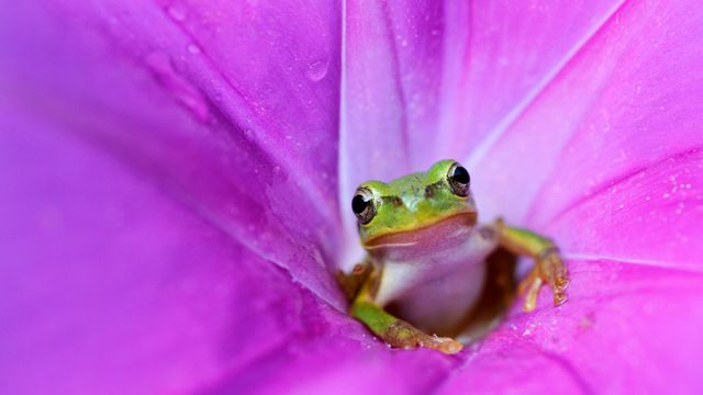 Japanischer Laubfrosch in einer rosa Prunkwinde