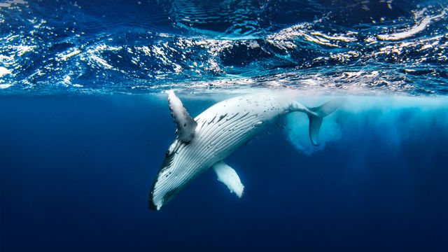 Humpback whale