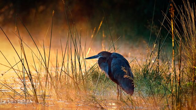 Garza Goliat, Parque Nacional Kruger, Sudáfrica