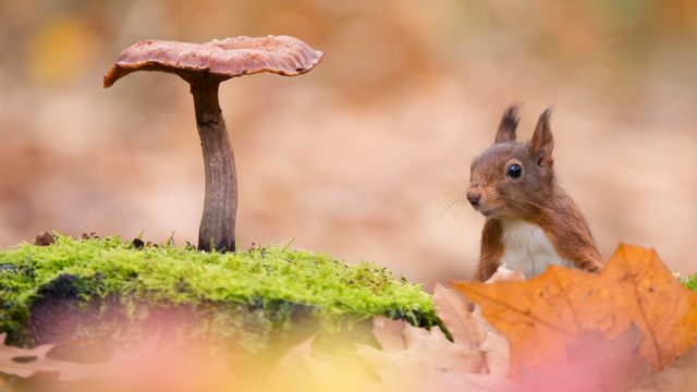 ポケットクリッター　リス Noah's Ark Squirrel(ノアシリーズ・リス)