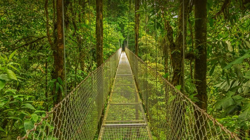 Puente colgante en el Bosque Nuboso de Monteverde, Costa Rica