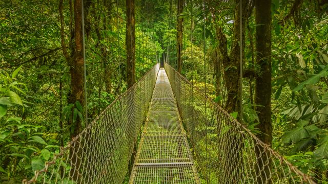 Monteverde Cloud Forest, Costa Rica