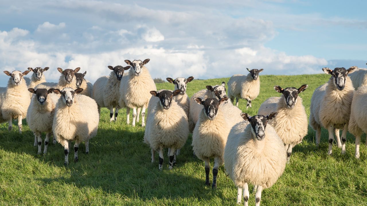 Flock of Swaledale sheep in North Yorkshire, England