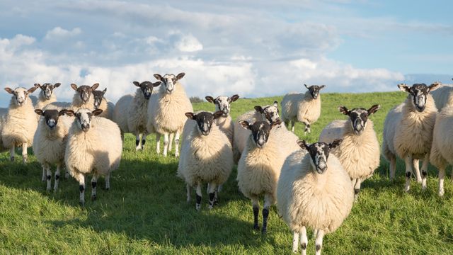 Flock of Swaledale sheep in North Yorkshire, England