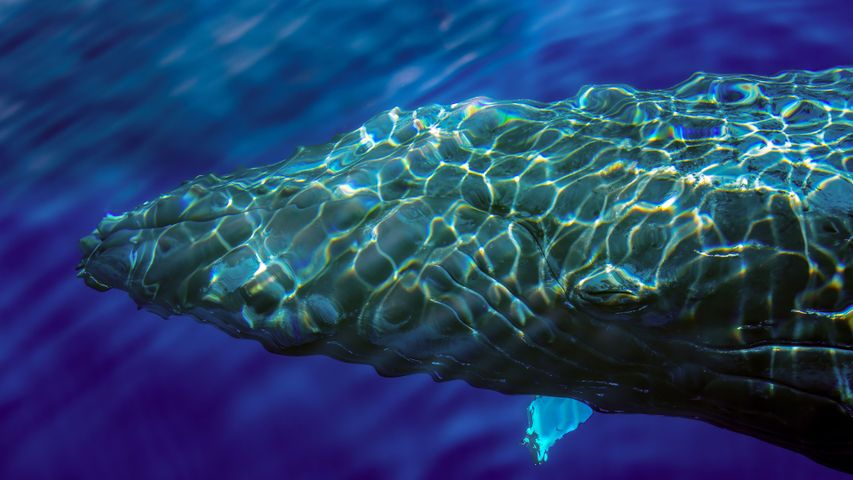 A humpback hits Hawaii