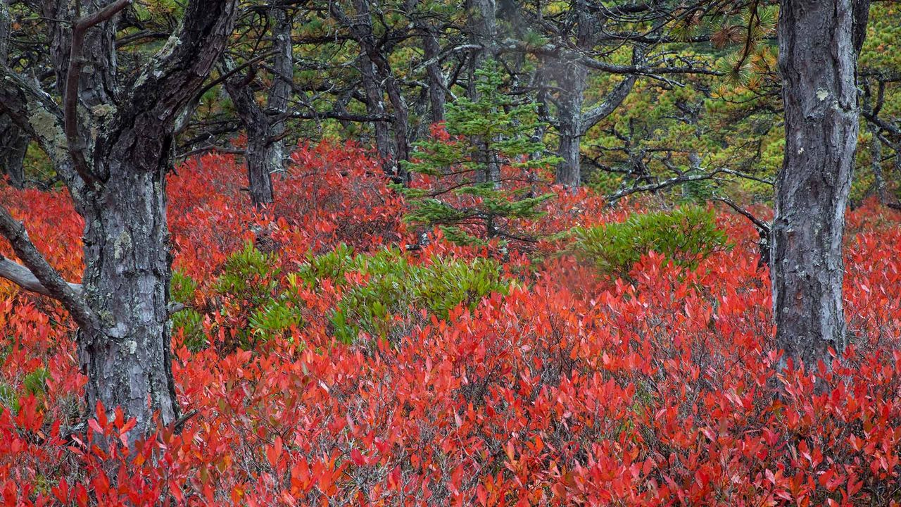 Highbush blueberry plants in Acadia National Park, Maine