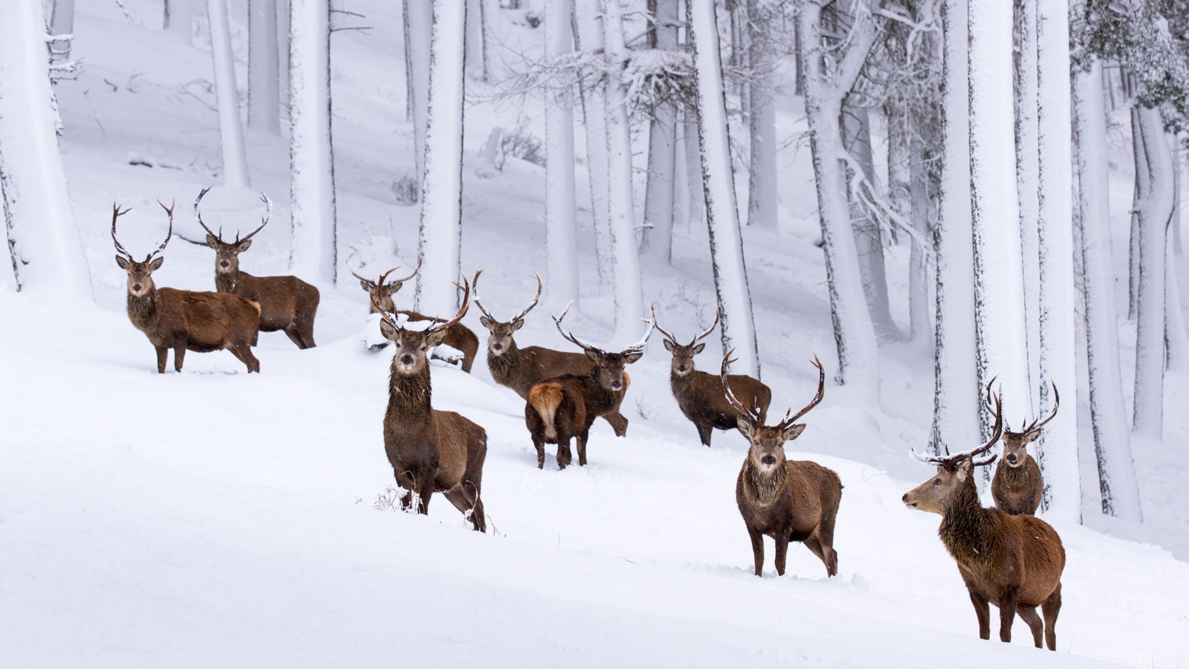 Herd of red deer stags in a snow-covered pine forest, Cairngorms National  Park - Bing Gallery