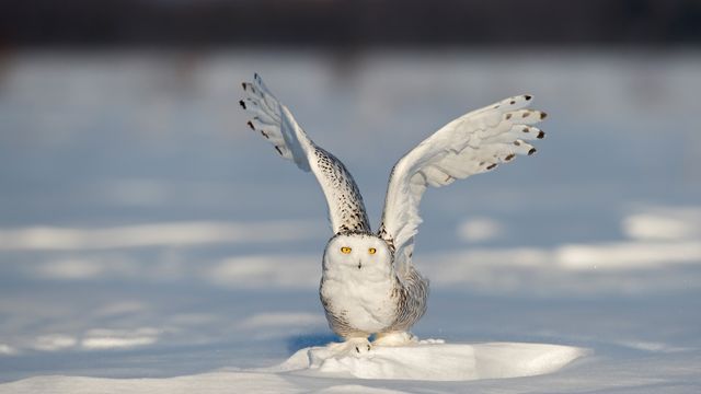 A snowy owl on the icy field, Quebec City, Canada