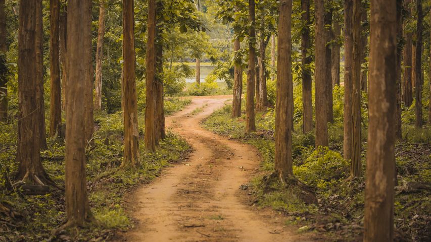 Nagarhole National Park in Karnataka, India