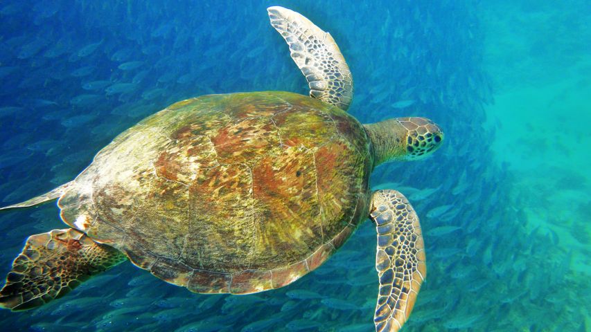 碧い海に舞うウミガメ, ブラジル