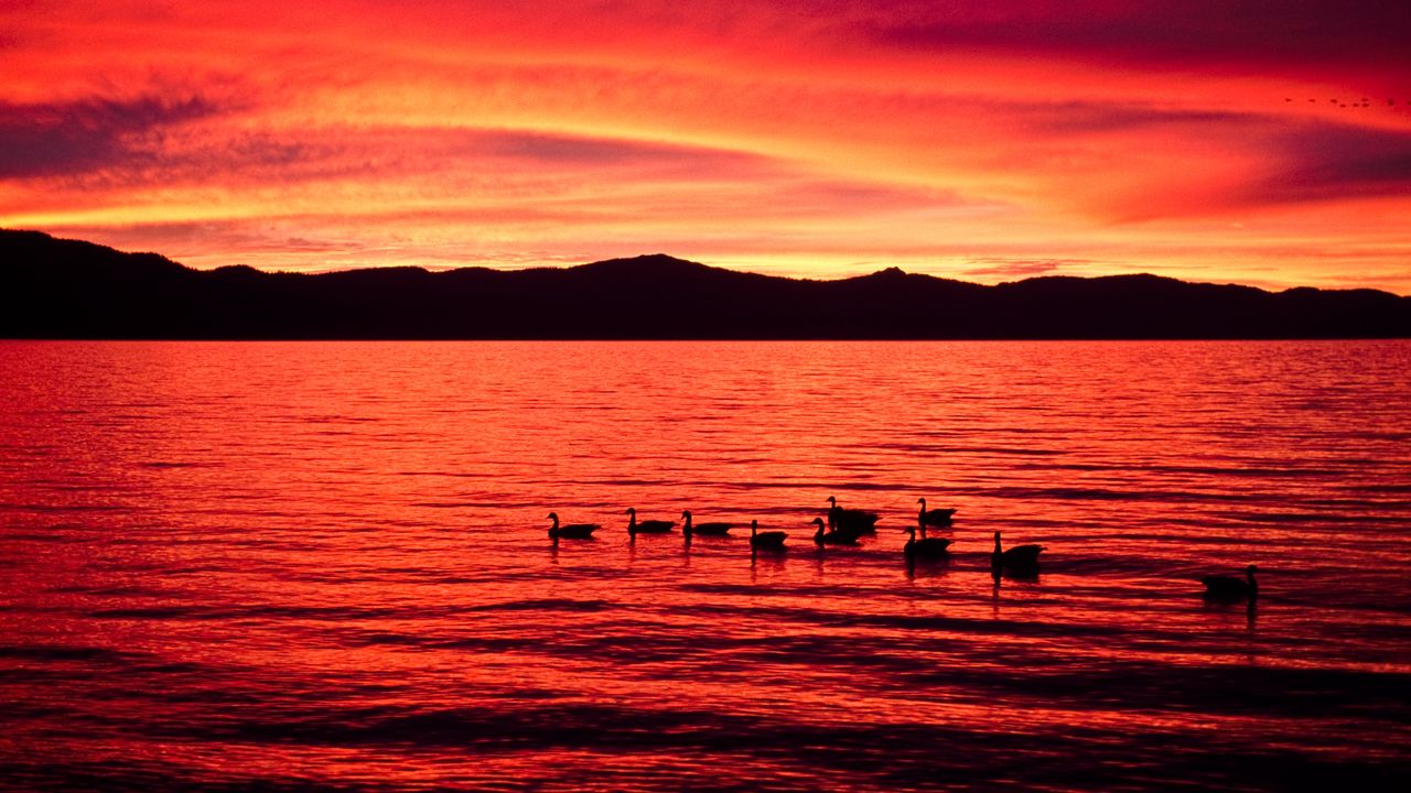 Red Sunset Water, Silhouetted Ducks