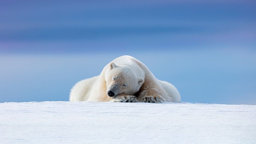 Orso polare alle Svalbard, Norvegia