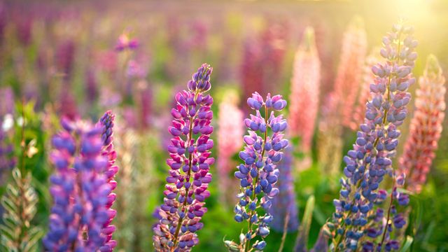 Wild lupines in bloom