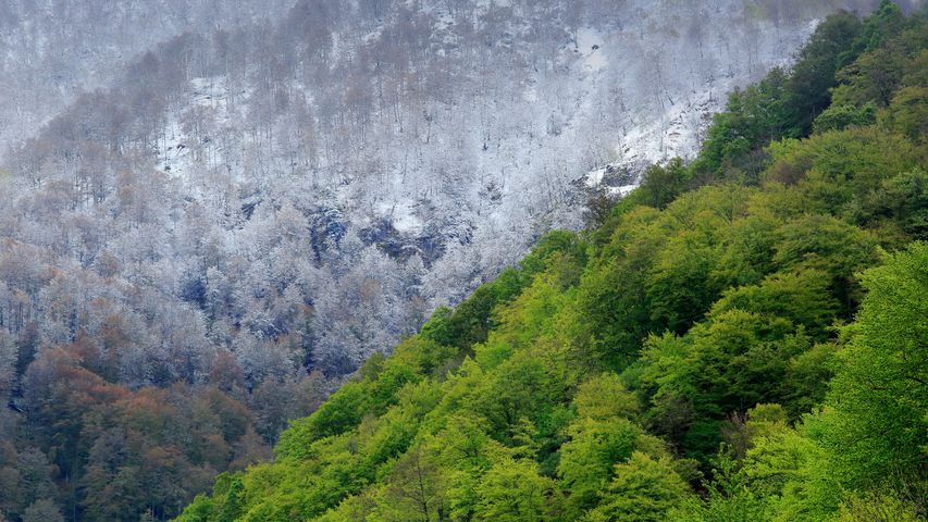 Riserva Naturale di Muniellos nelle Asturie, Spagna
