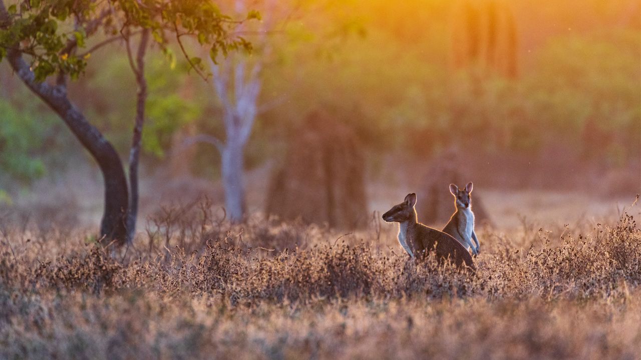 Wallabies au lever du soleil, rivière Adelaïde, Territoire du Nord, Australie