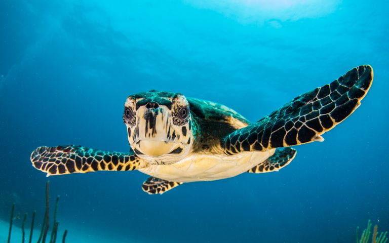 Turtles and Tortoises Windows 10 Theme