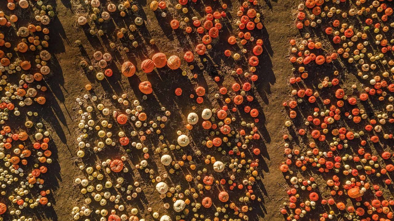 Aerial view of a pumpkin patch in Half Moon Bay, California
