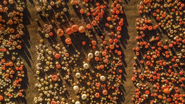 Aerial view of a pumpkin patch in Half Moon Bay, California