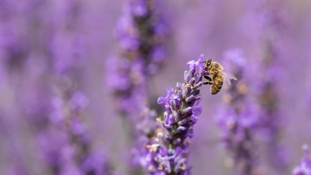 Honey bee on lavender flowers