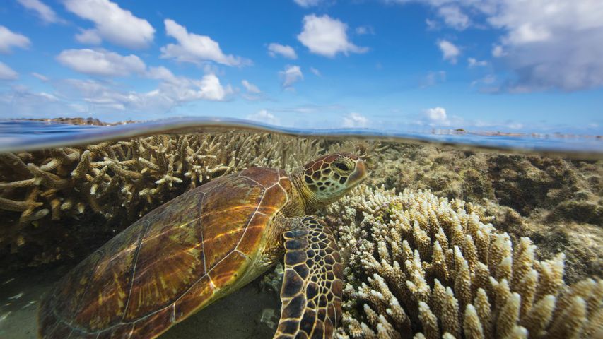 Green turtle swimming over a coral reef, Lady Elliot Island, Queensland