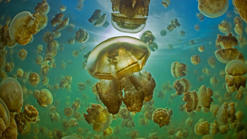 Água-viva dourada no Jellyfish Lake, na ilha de Eil Malk, Palau