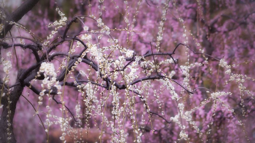 乱れて咲くしだれ梅の花, 京都府 京都市