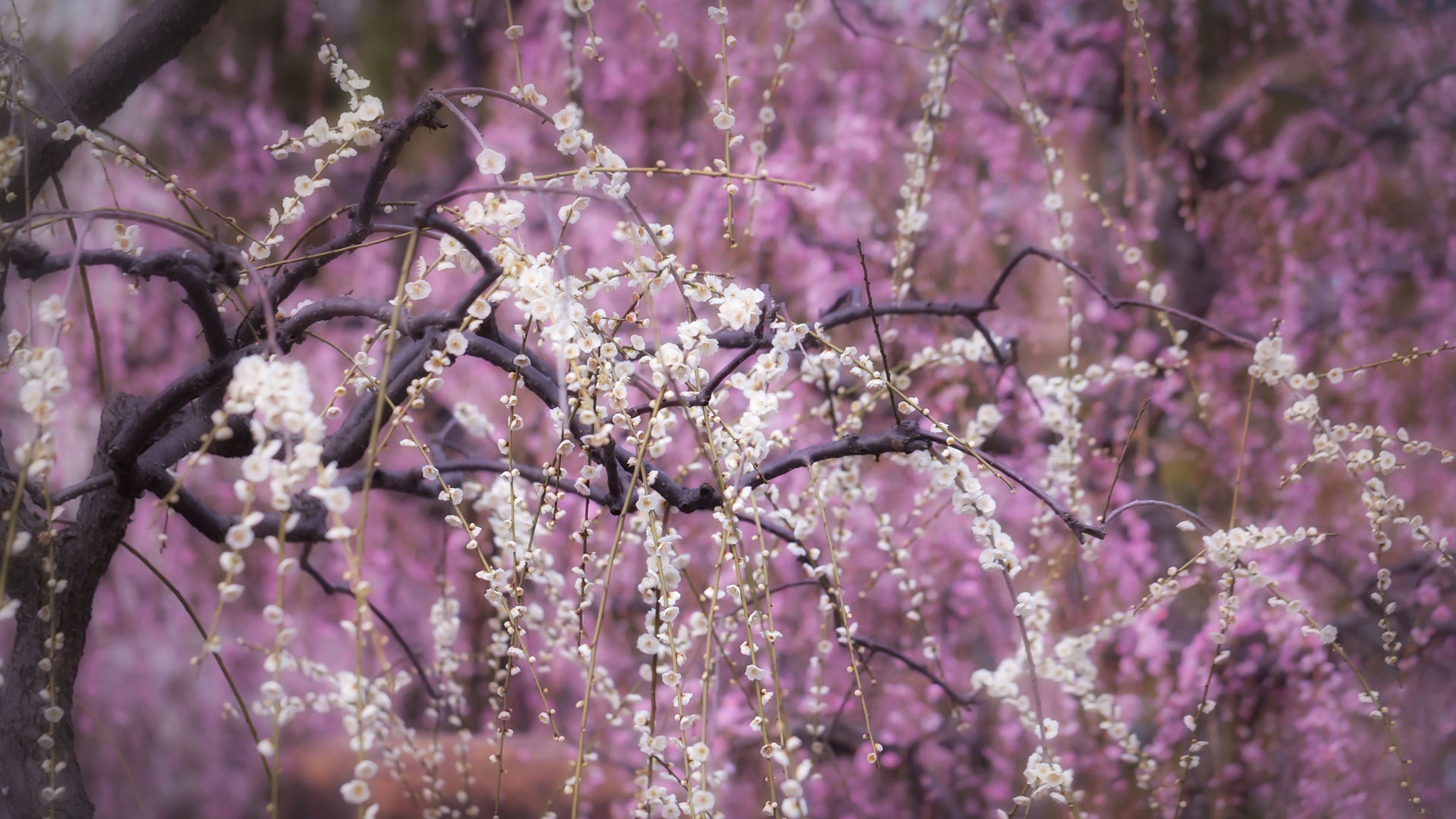 乱れて咲くしだれ梅の花, 京都府 京都市 - Bing Gallery