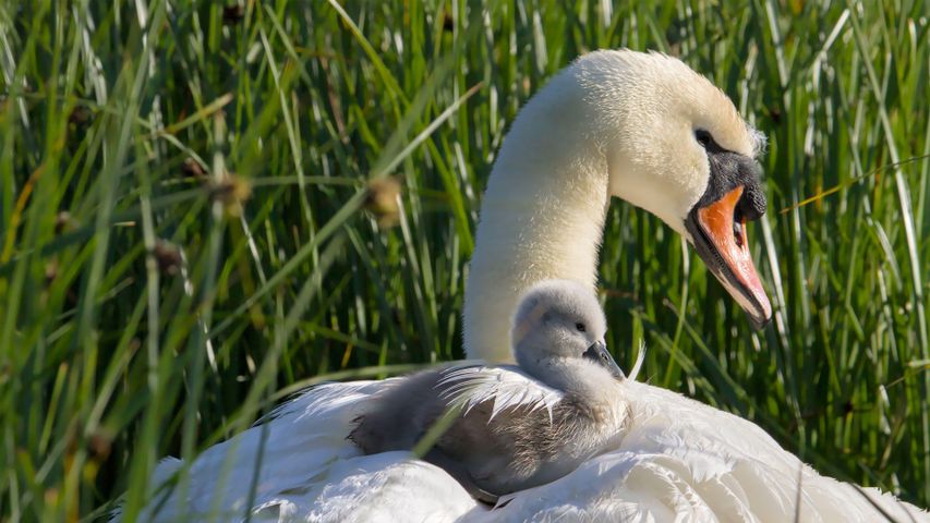 Mute swan mother and cygnet, Stanpit Marsh, England