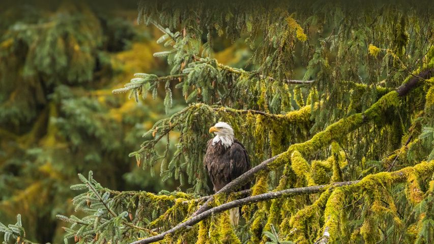 Águila americana, bosque nacional Tongass, Alaska, EE.UU.